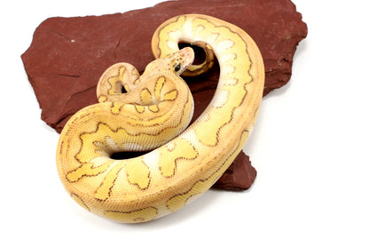 Pastel Lesser Clown Yellow Belly Ball Python +