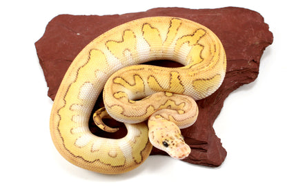 Pastel Lesser Clown Yellow Belly Ball Python +