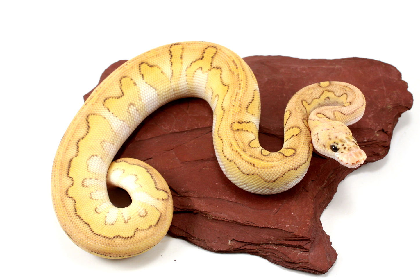 Pastel Lesser Clown Yellow Belly Ball Python +