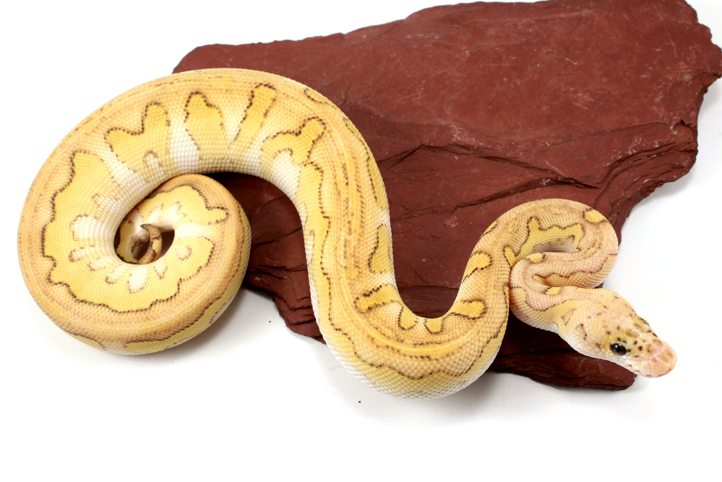 Pastel Lesser Clown Yellow Belly Ball Python +