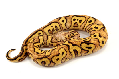 Pastel Clown Yellow Belly Ball Python +
