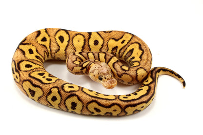 Pastel Clown Yellow Belly Ball Python +