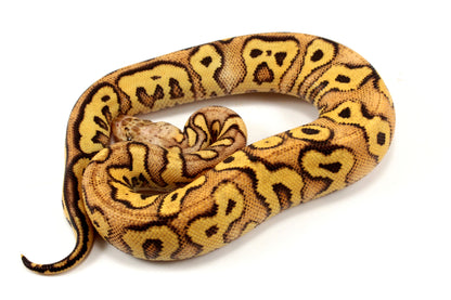 Pastel Clown Yellow Belly Ball Python +
