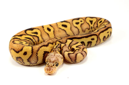 Pastel Clown Yellow Belly Ball Python +