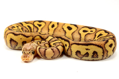 Pastel Clown Yellow Belly Ball Python +