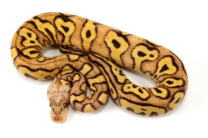 Pastel Clown Yellow Belly Ball Python +
