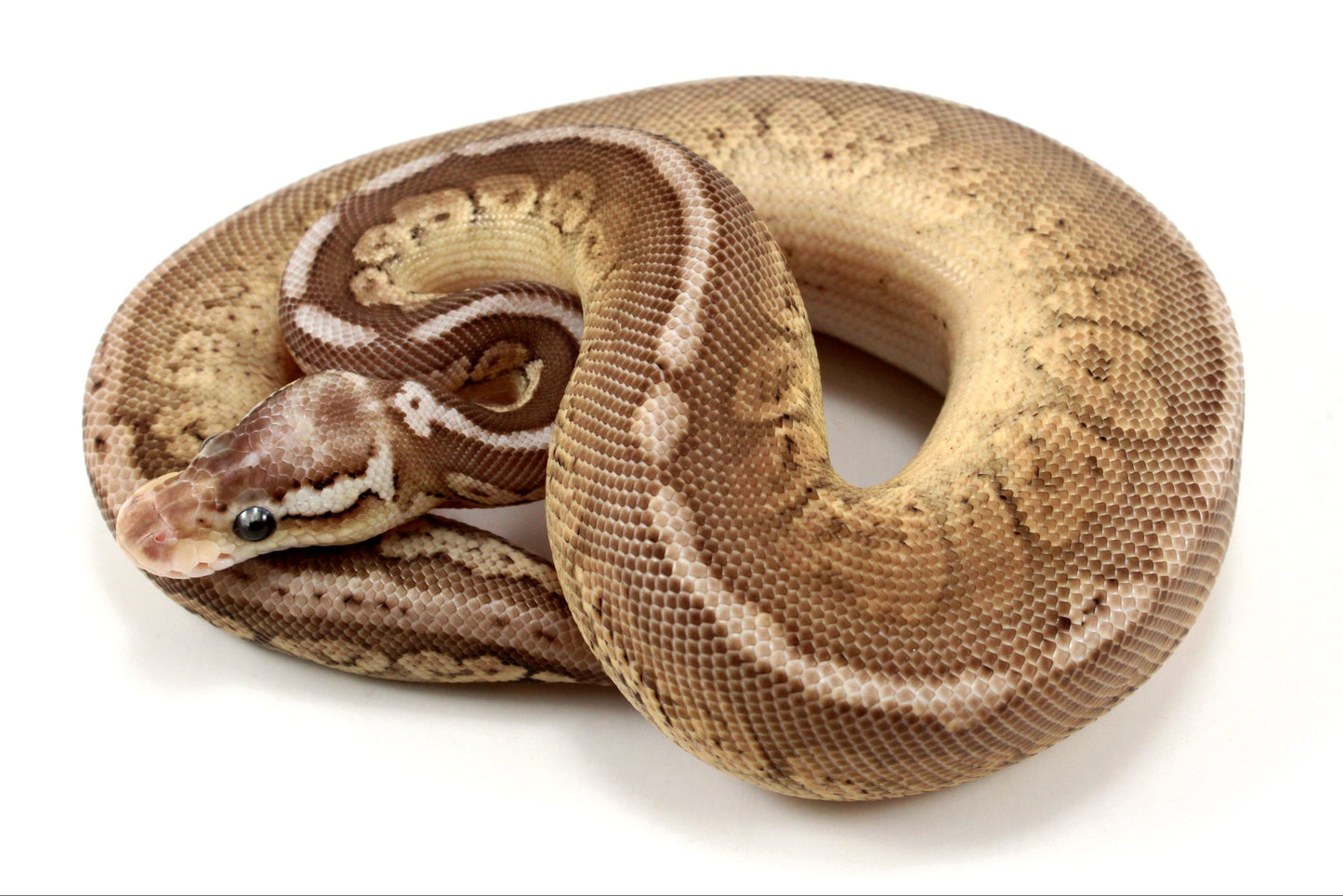 Pastel Special Cinnamon Spotnose Ball Python +