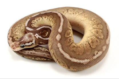 Pastel Special Cinnamon Spotnose Ball Python +