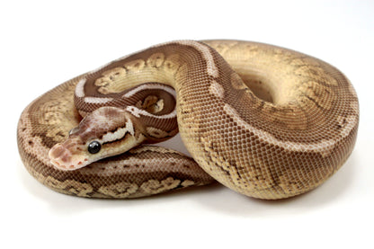 Pastel Special Cinnamon Spotnose Ball Python +