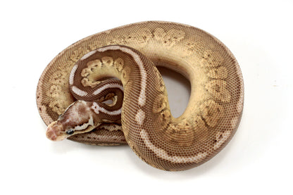 Pastel Special Cinnamon Spotnose Ball Python +