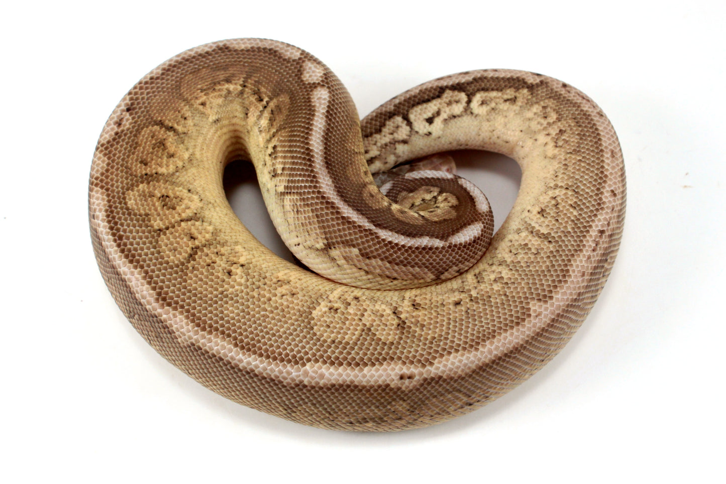 Pastel Special Cinnamon Spotnose Ball Python +