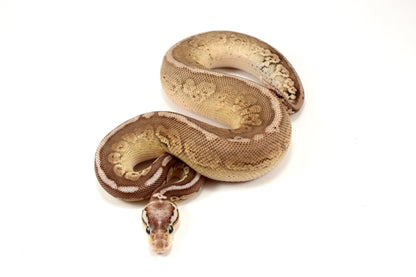 Pastel Special Cinnamon Spotnose Ball Python +