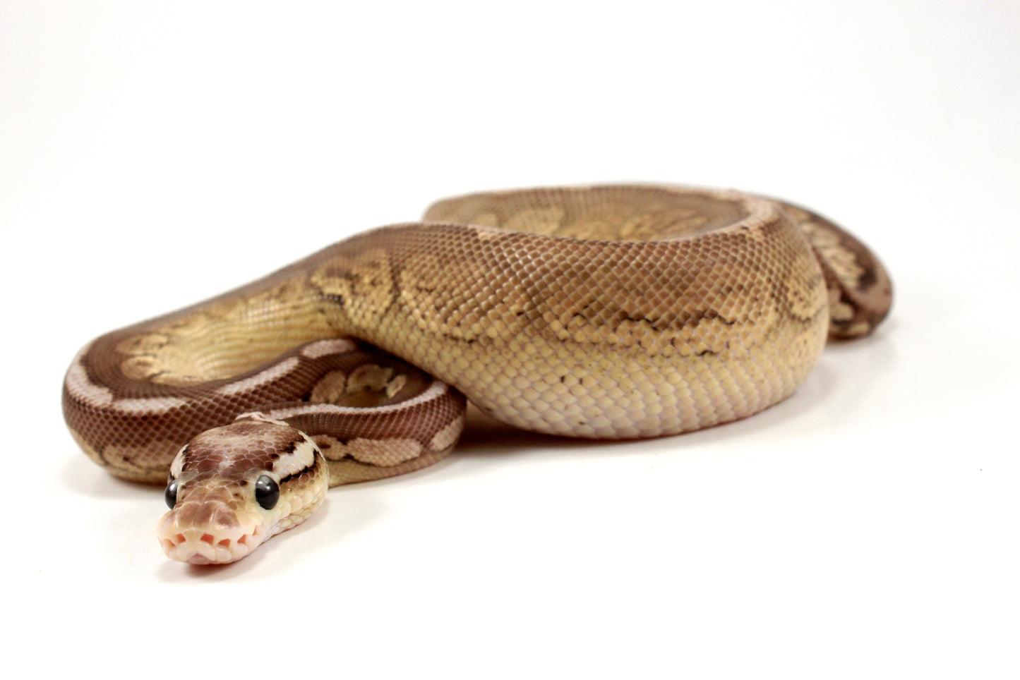 Pastel Special Cinnamon Spotnose Ball Python +