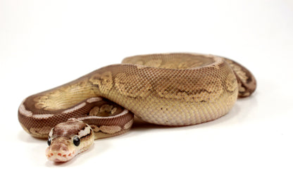 Pastel Special Cinnamon Spotnose Ball Python +
