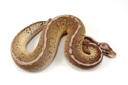 Pastel Special Cinnamon Spotnose Ball Python +