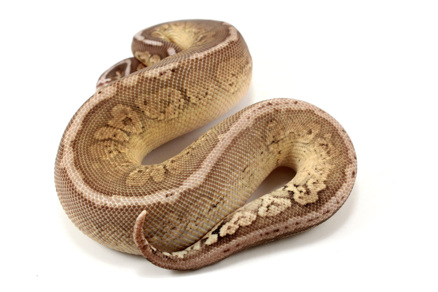 Pastel Special Cinnamon Spotnose Ball Python +