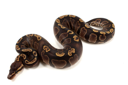 Super GHI Ball Python