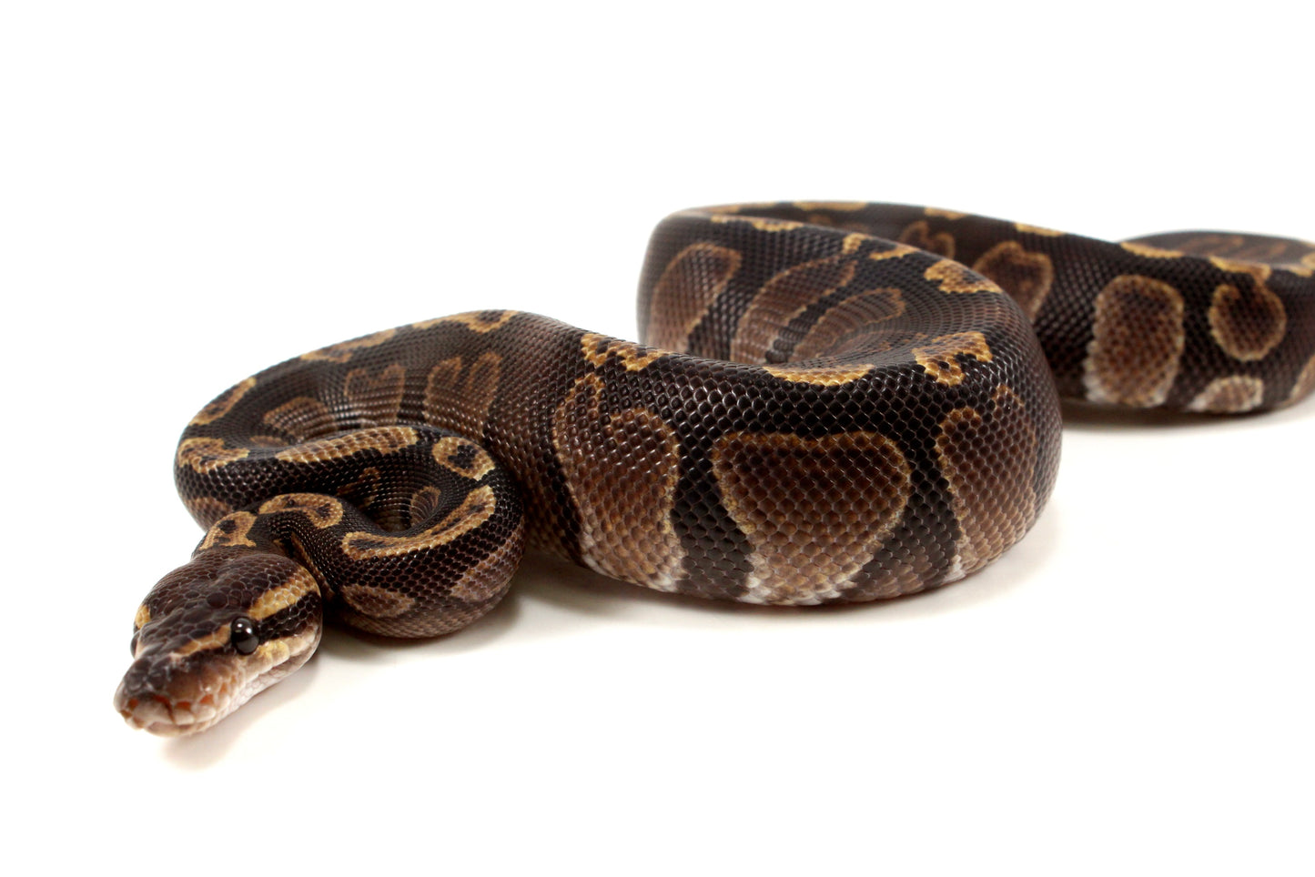 Super GHI Ball Python