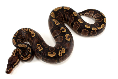 Super GHI Ball Python