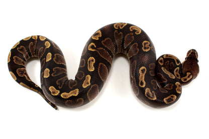 Super GHI Ball Python