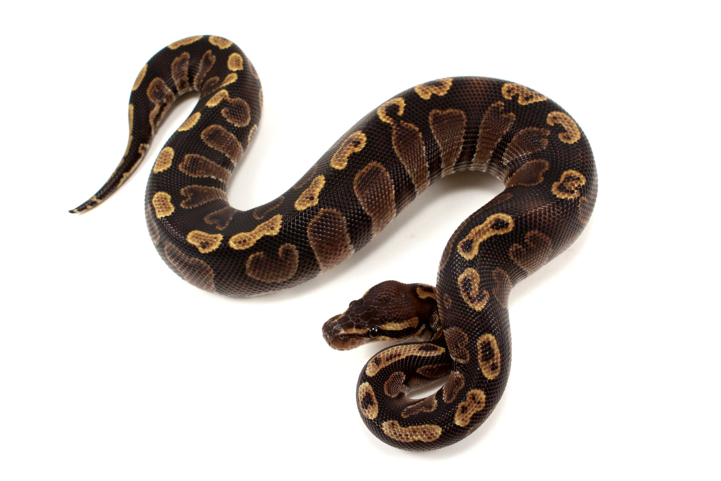 Super GHI Ball Python