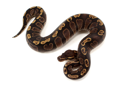 Super GHI Ball Python