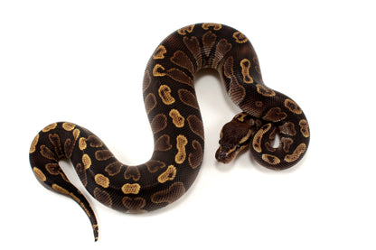 Super GHI Ball Python