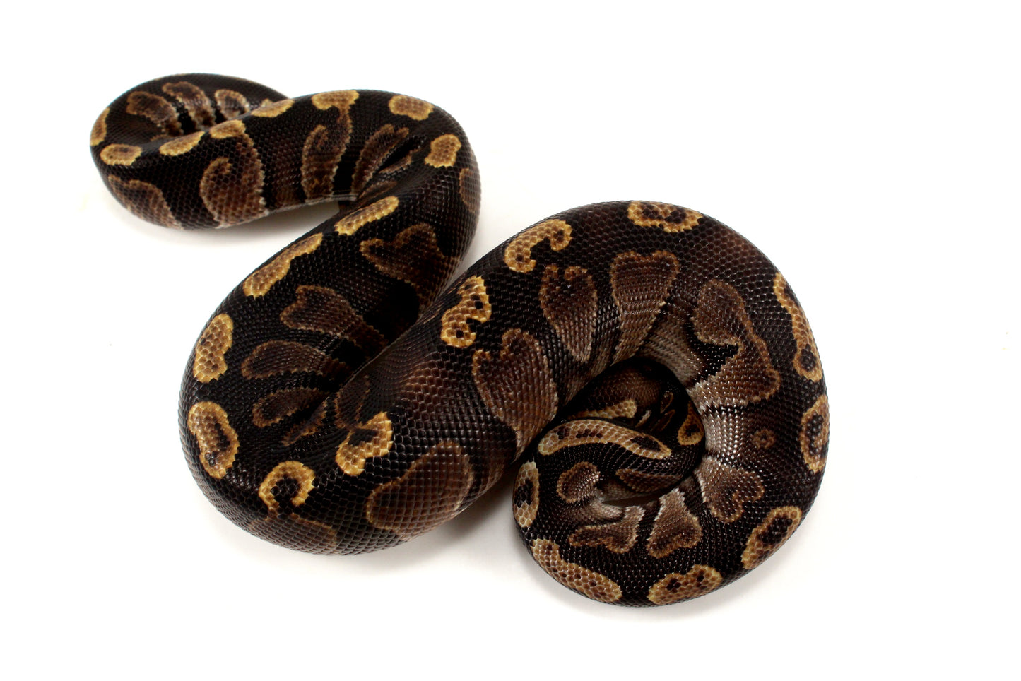 Super GHI Ball Python
