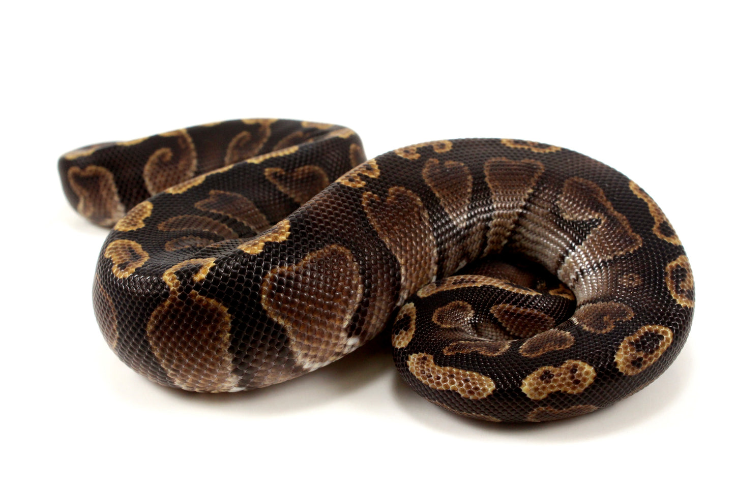 Super GHI Ball Python