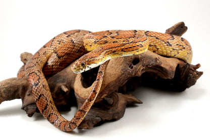 Classic Corn Snake - Adult