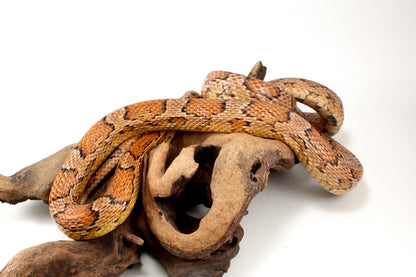 Classic Corn Snake - Adult
