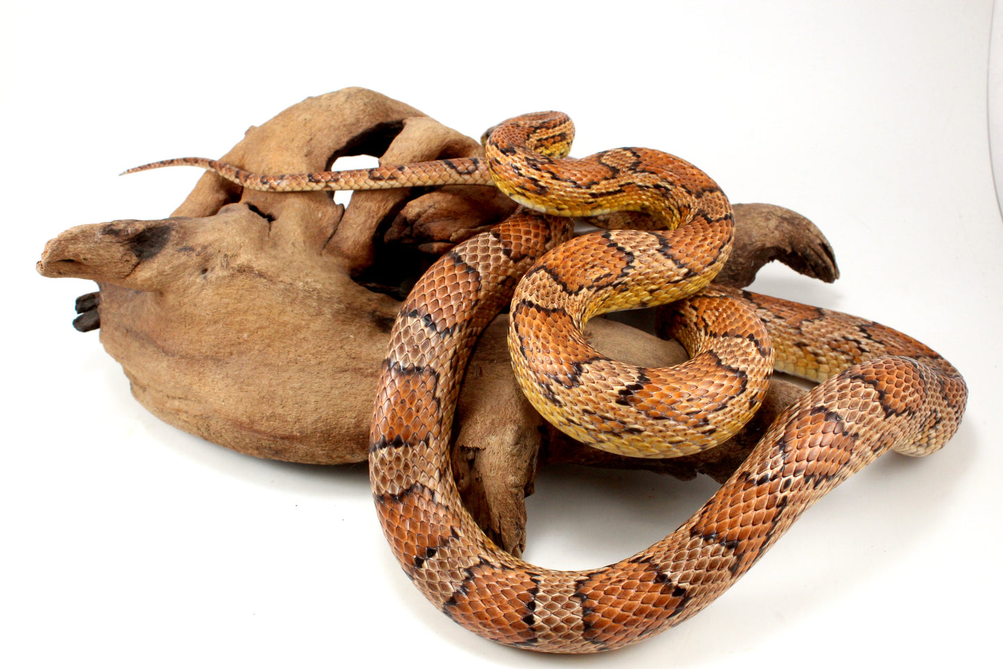 Classic Corn Snake - Adult