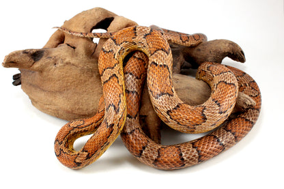 Classic Corn Snake - Adult