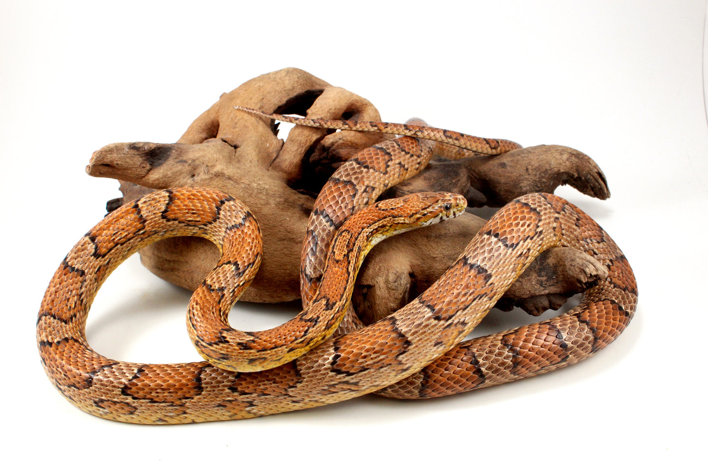 Classic Corn Snake - Adult