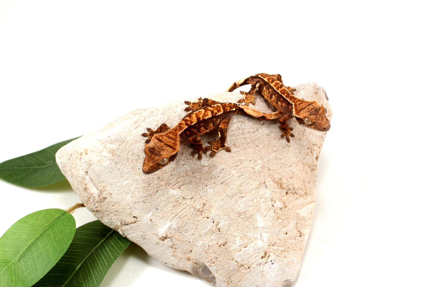 Chocolate Harlequin Crested Gecko