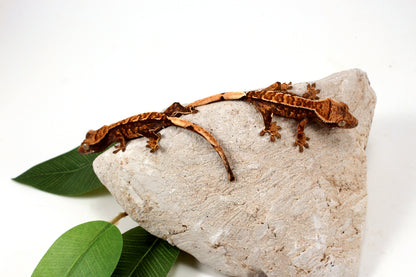 Chocolate Harlequin Crested Gecko
