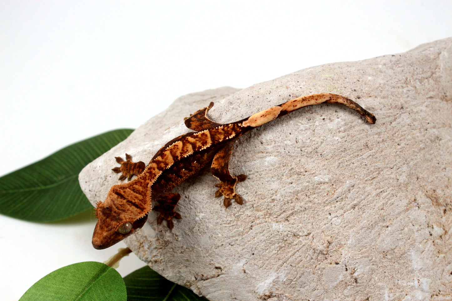 Chocolate Harlequin Crested Gecko