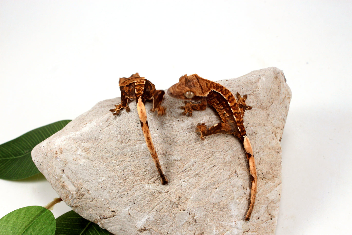 Chocolate Harlequin Crested Gecko