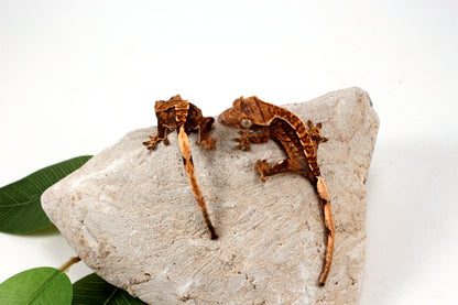 Chocolate Harlequin Crested Gecko
