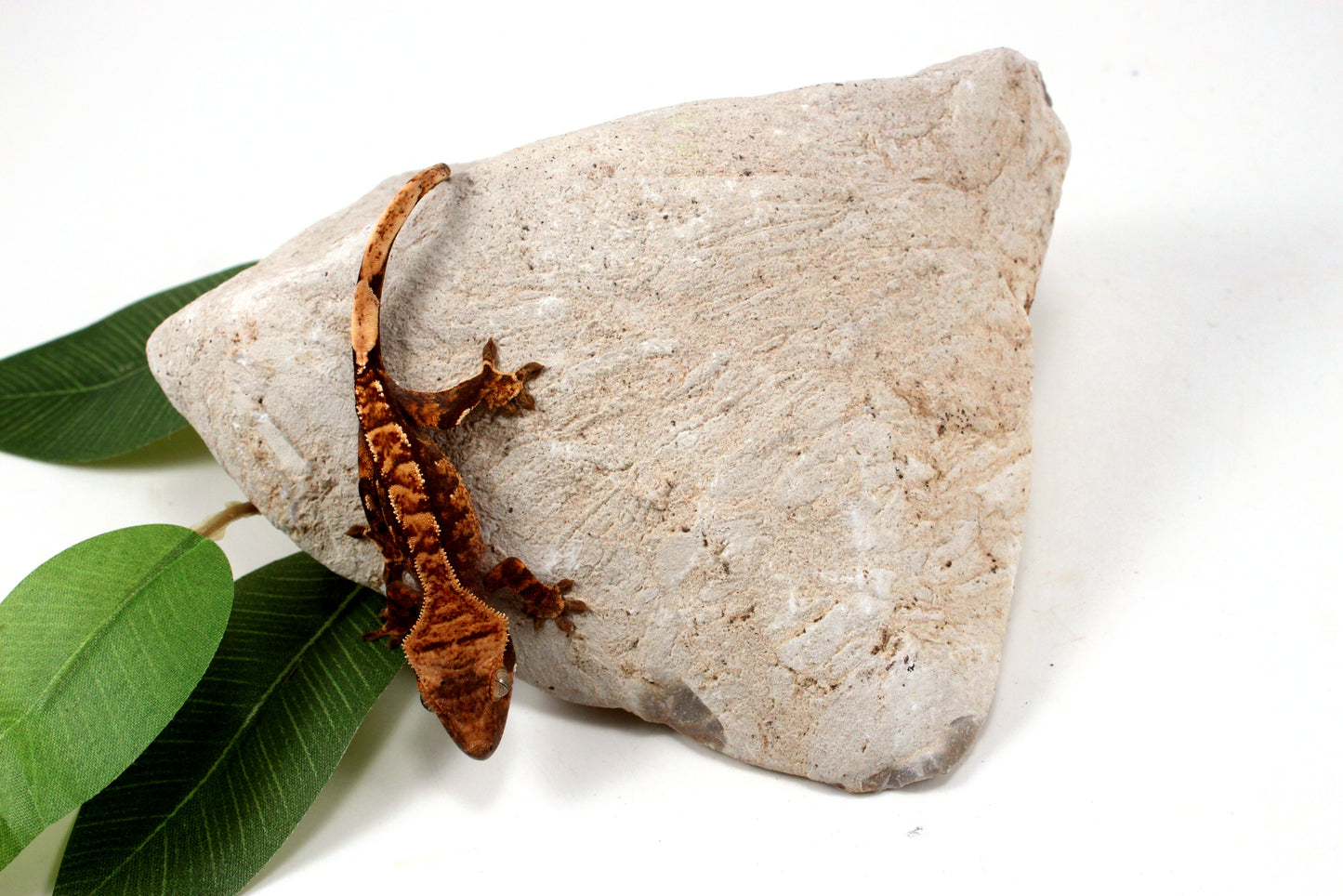 Chocolate Harlequin Crested Gecko