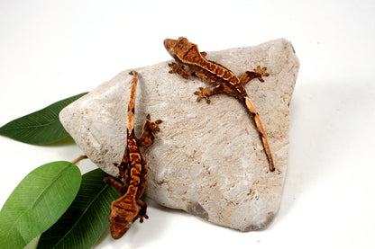 Chocolate Harlequin Crested Gecko