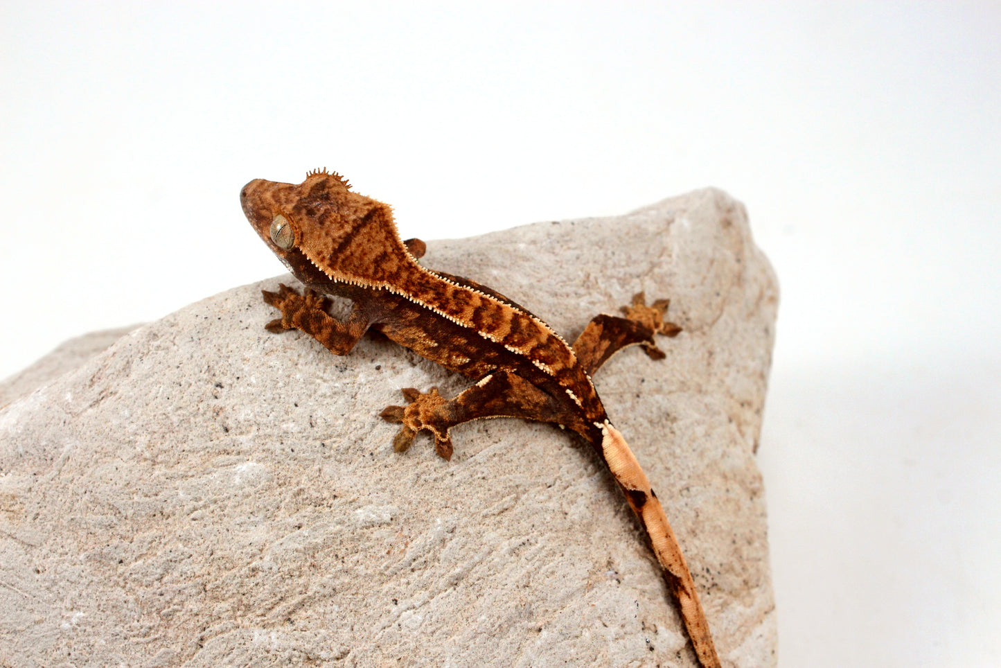 Chocolate Harlequin Crested Gecko