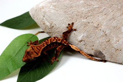Chocolate Harlequin Crested Gecko