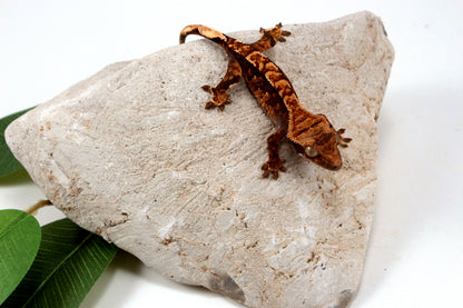 Chocolate Harlequin Crested Gecko