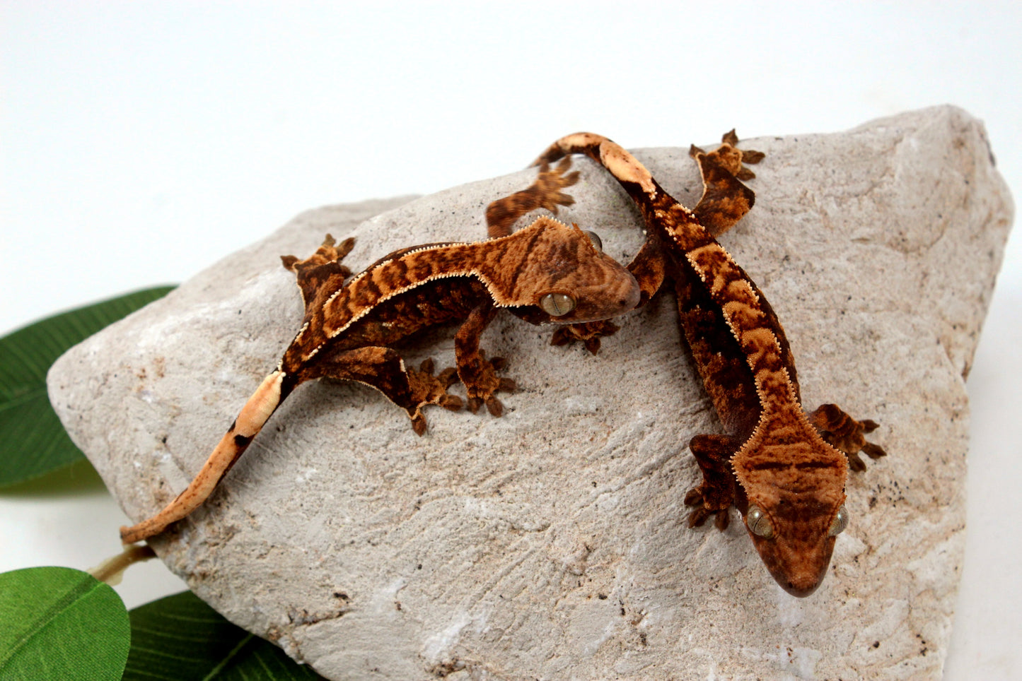 Chocolate Harlequin Crested Gecko