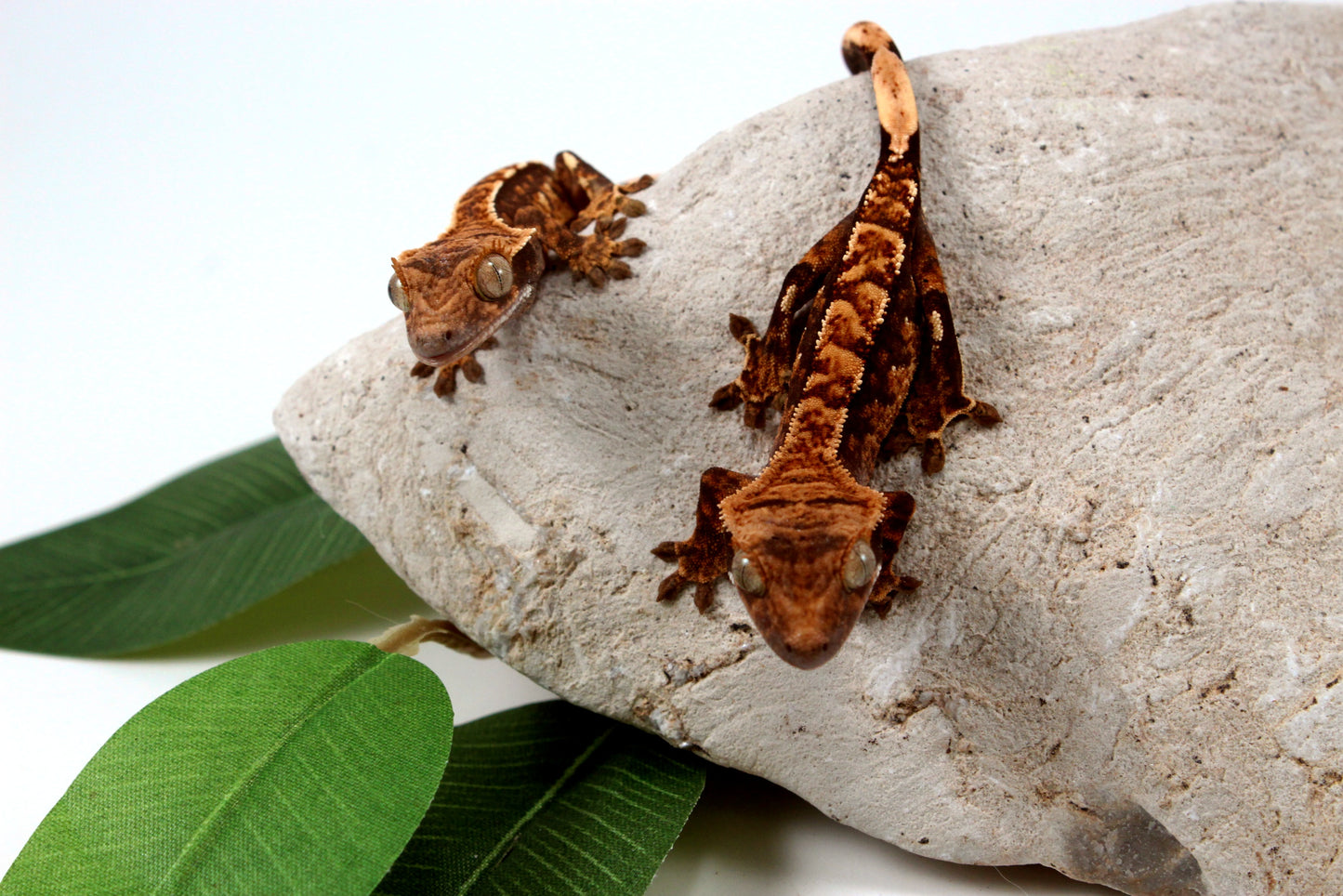 Chocolate Harlequin Crested Gecko