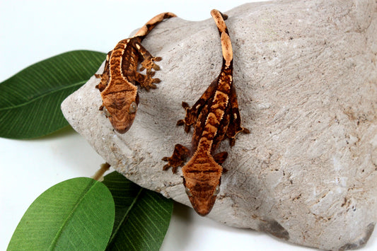 Chocolate Harlequin Crested Gecko