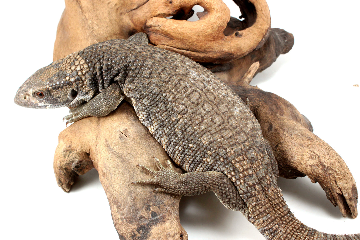 Savannah Monitor
