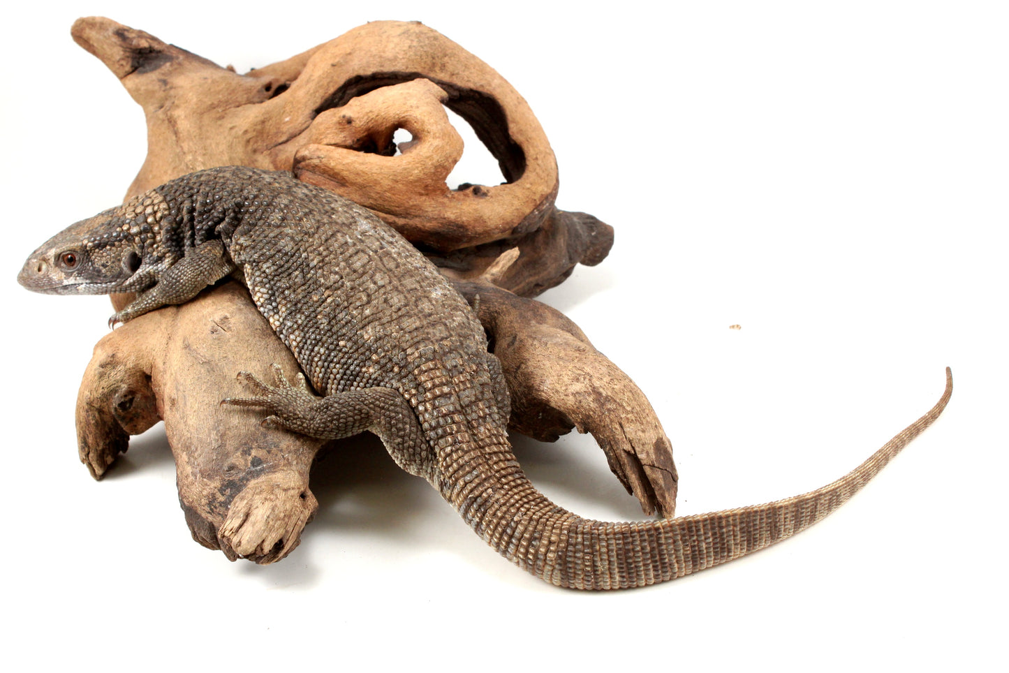 Savannah Monitor