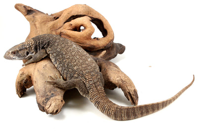 Savannah Monitor
